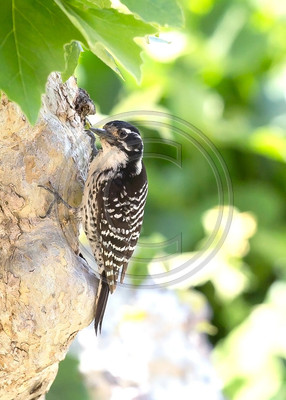 Downy woodpecker (#1)