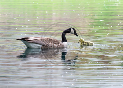 Magical Moment - Female Canada goose & gosling