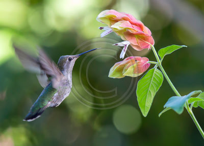 Anticipation - Anna's hummingbird about to feed on shrimp plant