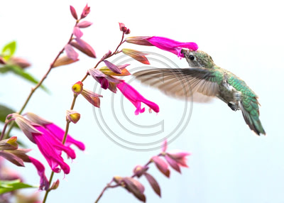Natural Attraction -- Anna's hummingbird feeding on salvia, a favorite flower