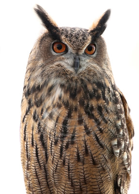 Eurasian Eagle Owl