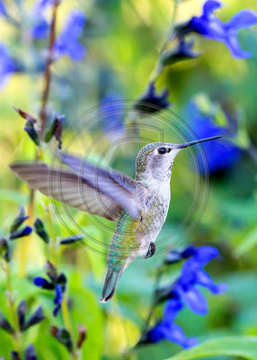 Embraced by Blue - Anna's Hummingbird and 'Black & Blue' Salvia