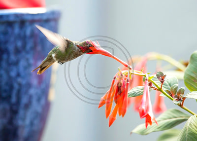 Faceplant - Male Anna's hummingbird keeps an eye out