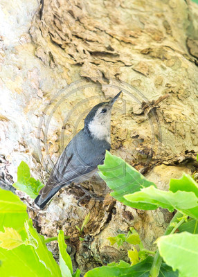 White-breasted nuthatch
