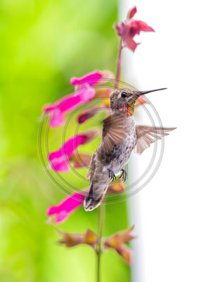 Curious by Nature - Young Anna's hummingbird boldly approaches photographer