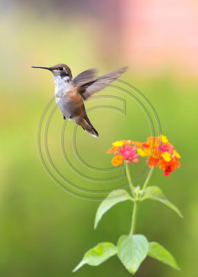 Winging It - Allen's Hummingbird & Lantana