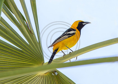 Black & Gold - Male Hooded Oriole in palm tree, site of its nest